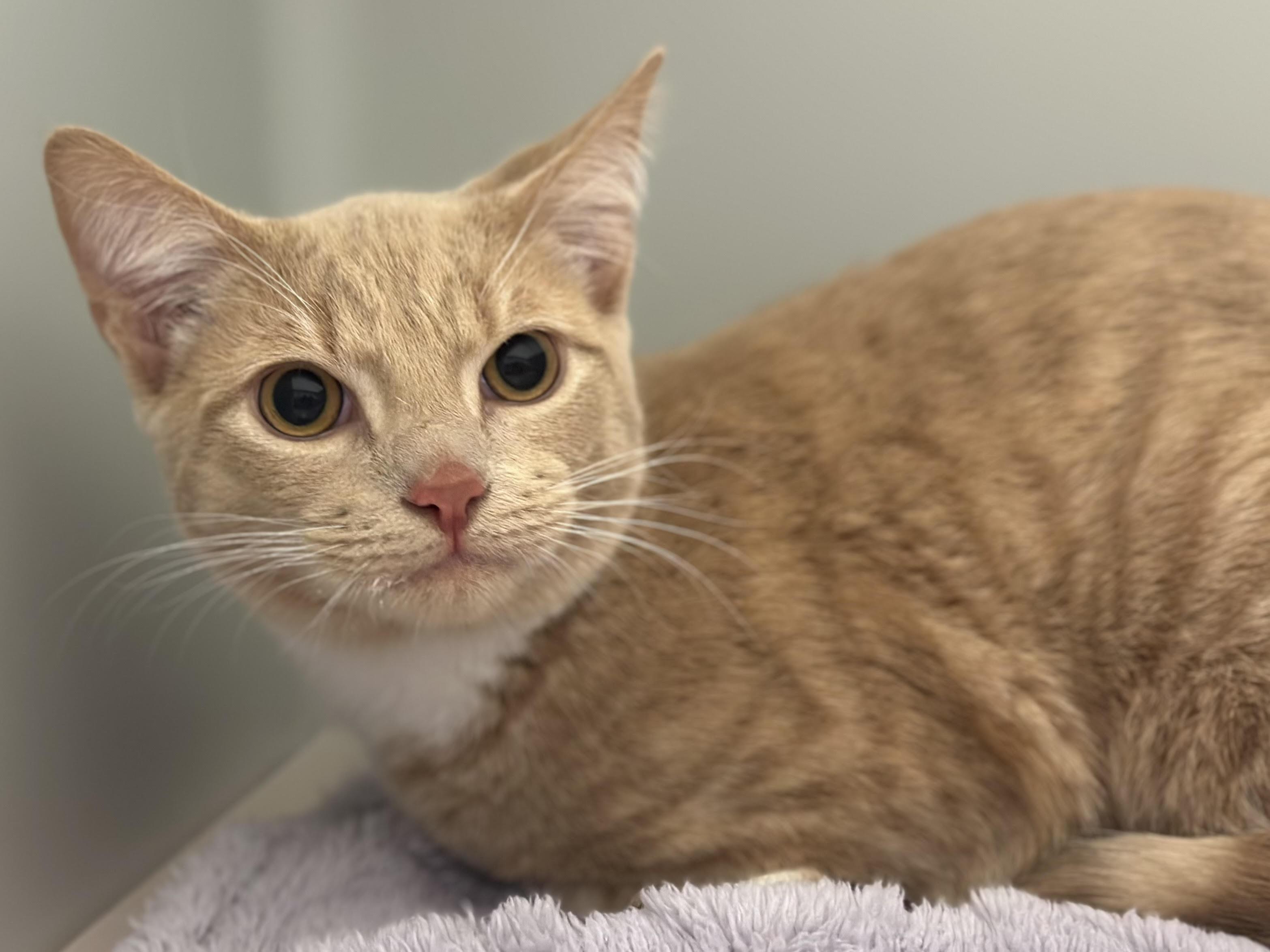 Enlarge Fire, a ADOPTABLE Domestic Short Hair in Stafford, VA image 1/1