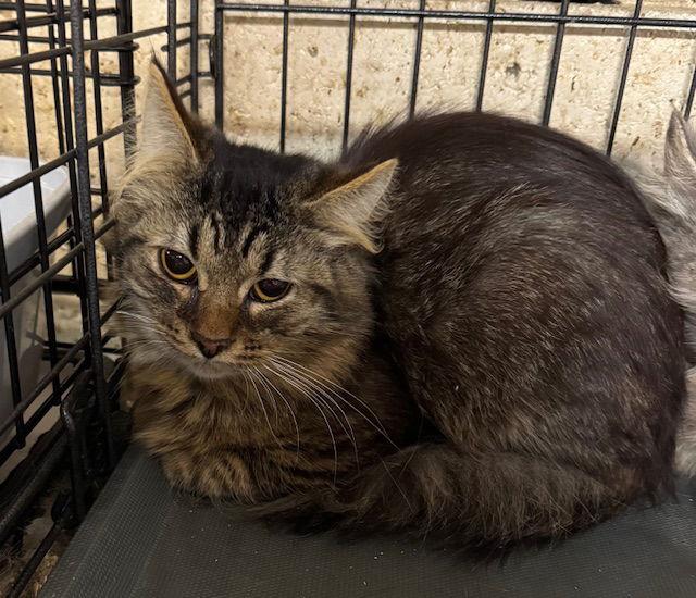 Max, Adopted, Adult Male Domestic Long Hair.