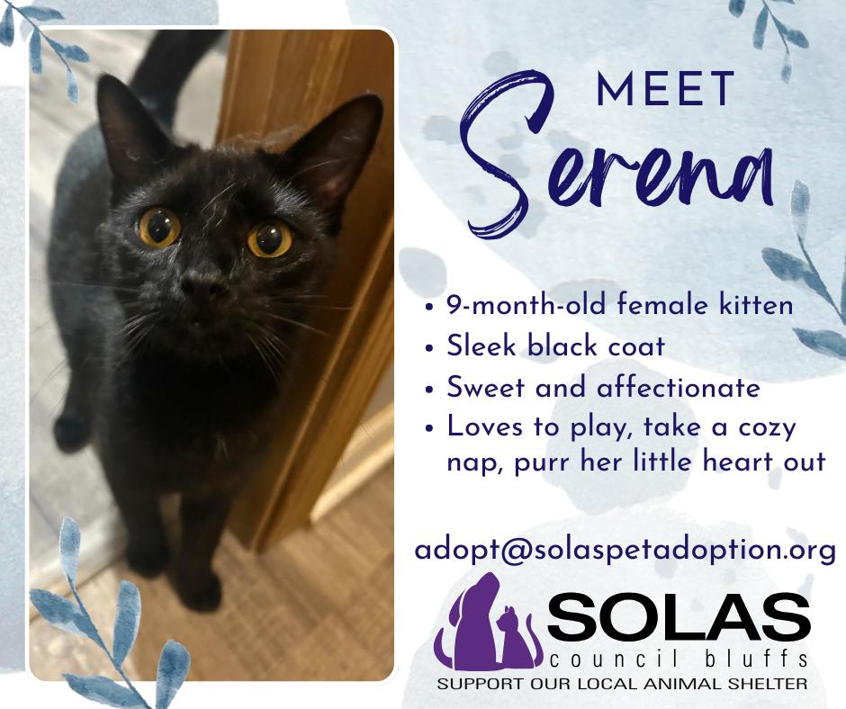 Enlarge Serena  --  (tv), a Adoptable Domestic Short Hair in Council Bluffs, IA image 1/1