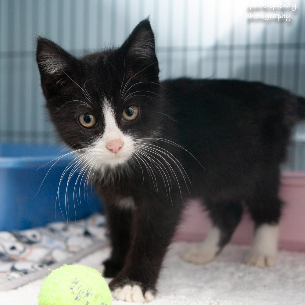 Donald, an adopted Domestic Short Hair in Ridgefield, CT image 4/4