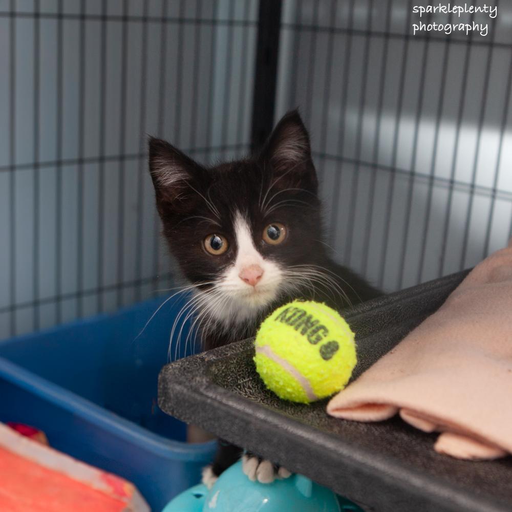 Donald, an adopted Domestic Short Hair in Ridgefield, CT image 3/4