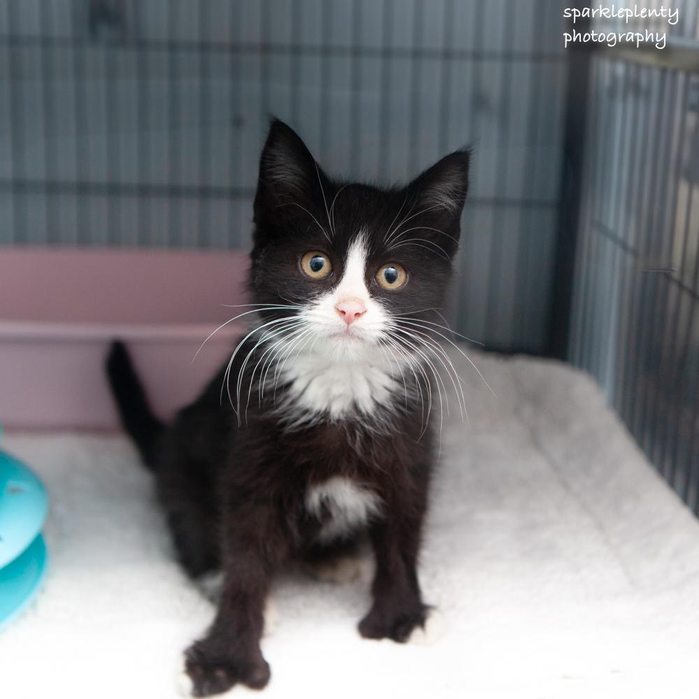 Donald, an adopted Domestic Short Hair in Ridgefield, CT image 1/4