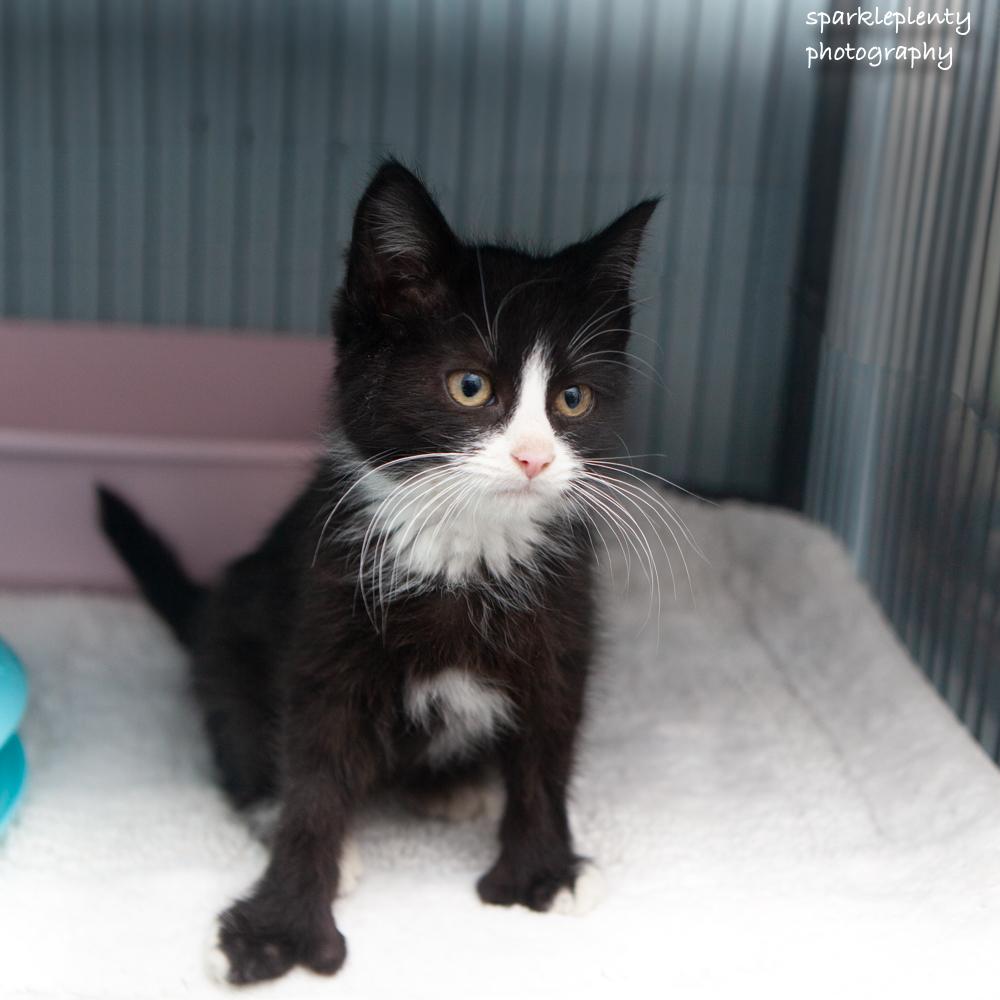 Donald, an adopted Domestic Short Hair in Ridgefield, CT image 2/4