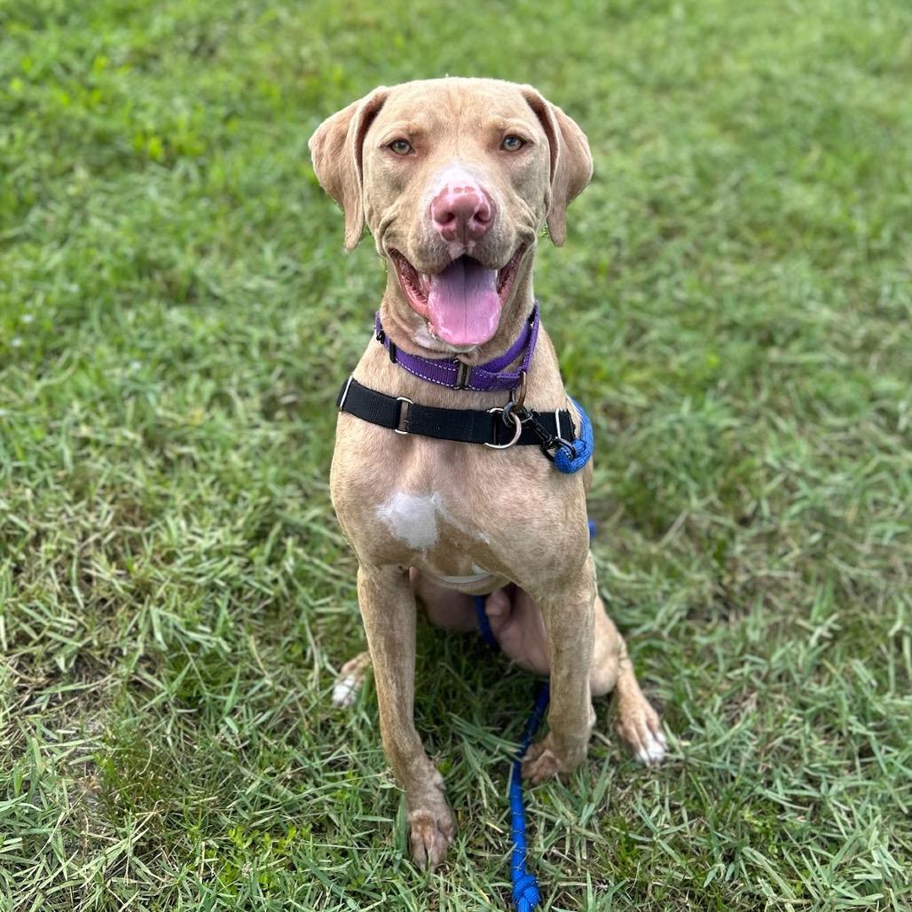Enlarge Benito, a Adoptable Mixed Breed in Lakeland, FL image 1/6