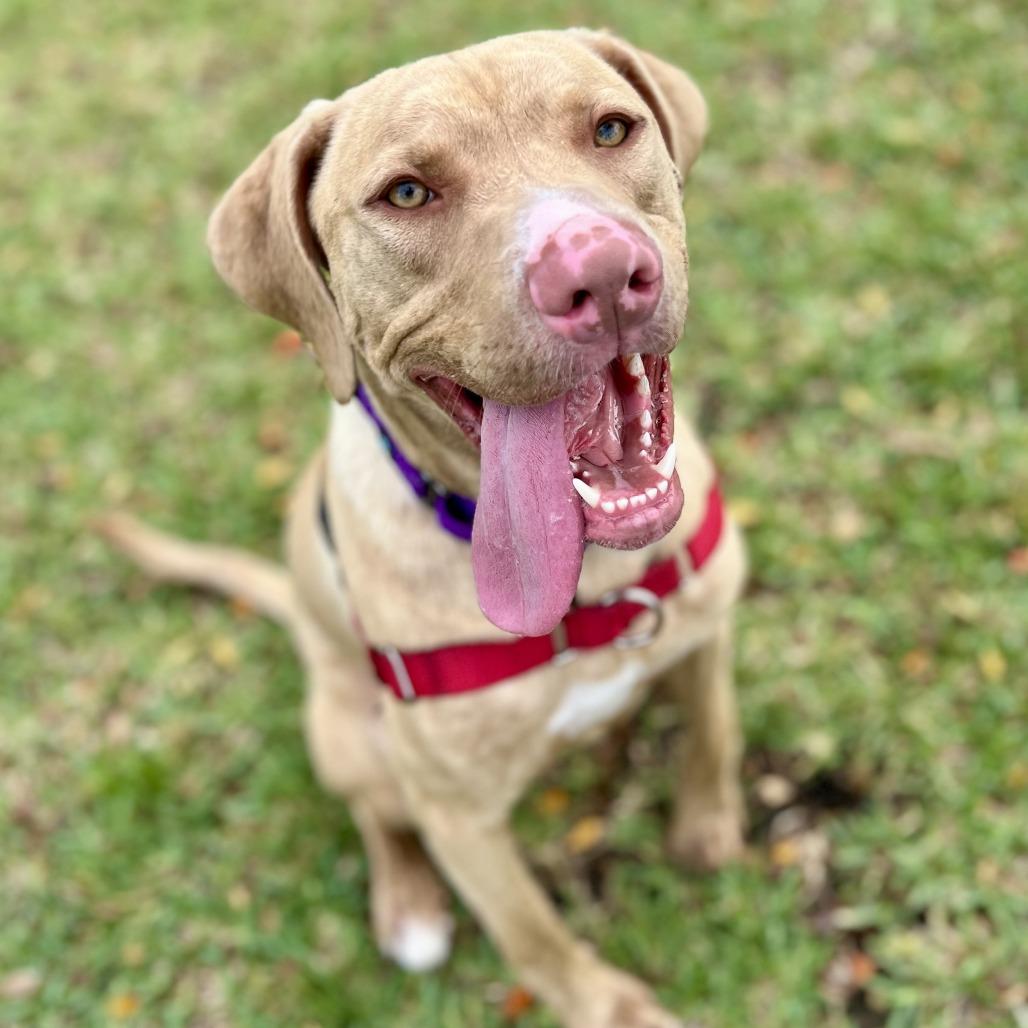 Enlarge Benito, a Adoptable Mixed Breed in Lakeland, FL image 2/6