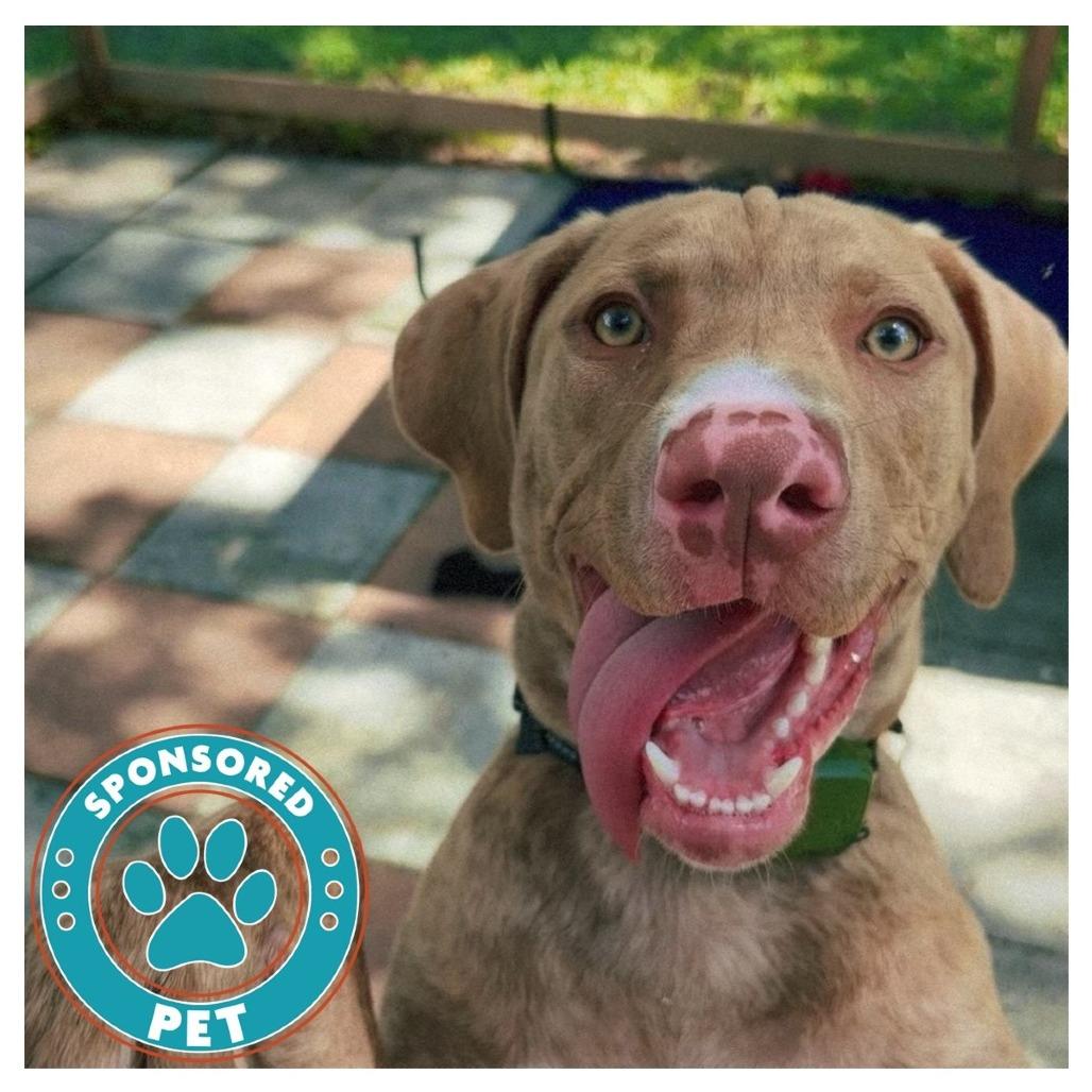 Enlarge Benito, a Adoptable Mixed Breed in Lakeland, FL image 3/6