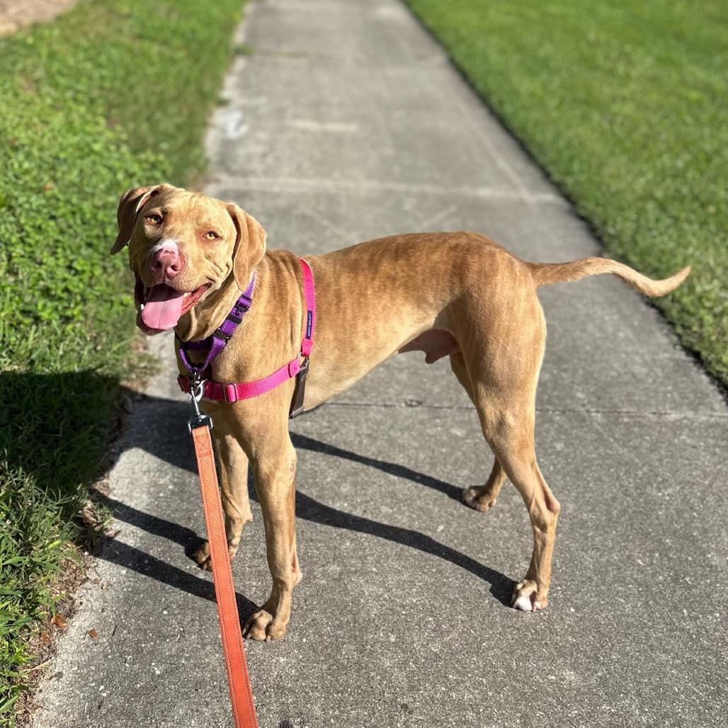 Enlarge Benito, a Adoptable Mixed Breed in Lakeland, FL image 4/6