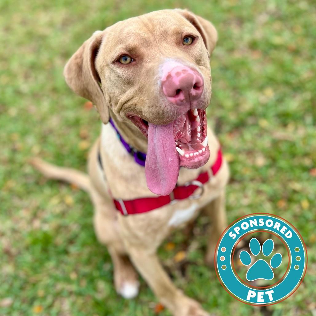Benito, a Adoptable Mixed Breed in Lakeland, FL image 5/6