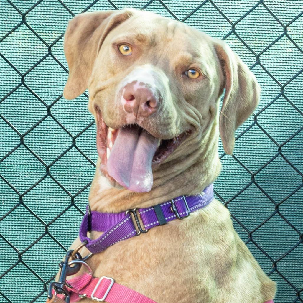 Enlarge Benito, a Adoptable Mixed Breed in Lakeland, FL image 5/6