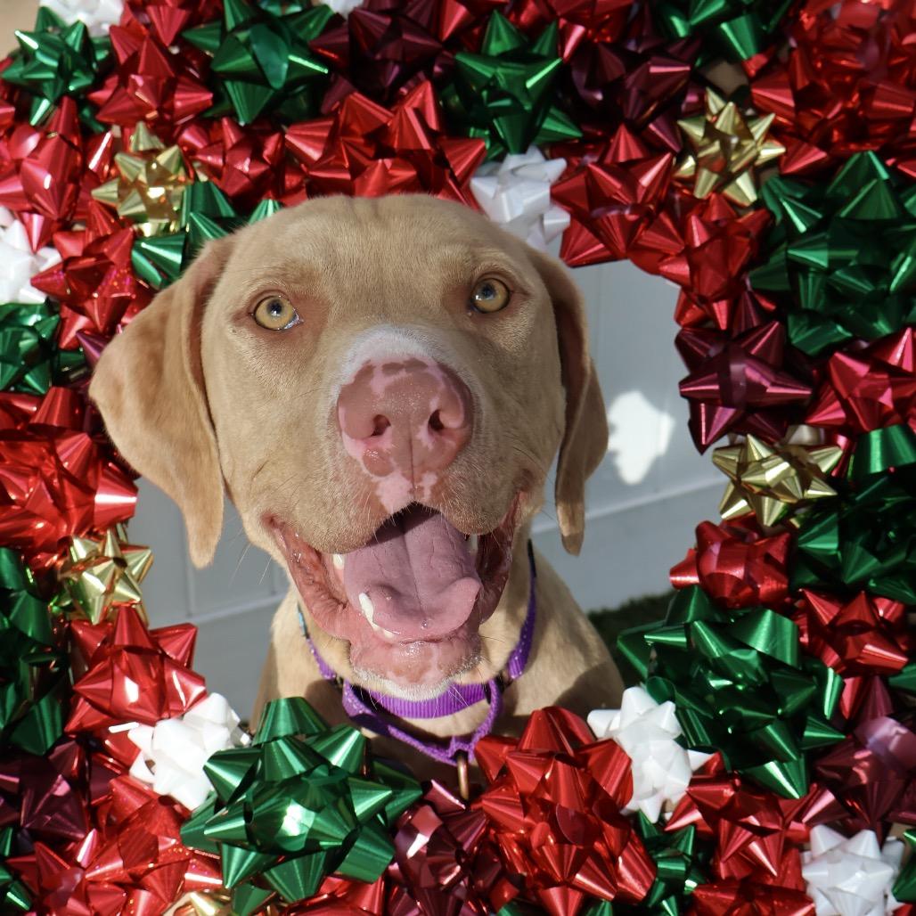Enlarge Benito, a Adoptable Mixed Breed in Lakeland, FL image 6/6