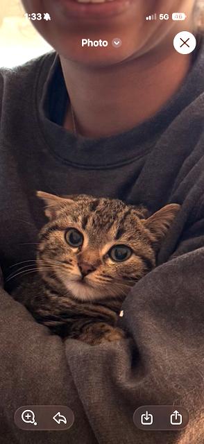 Enlarge Electra, a ADOPTABLE Domestic Short Hair in New York, NY image 1/2