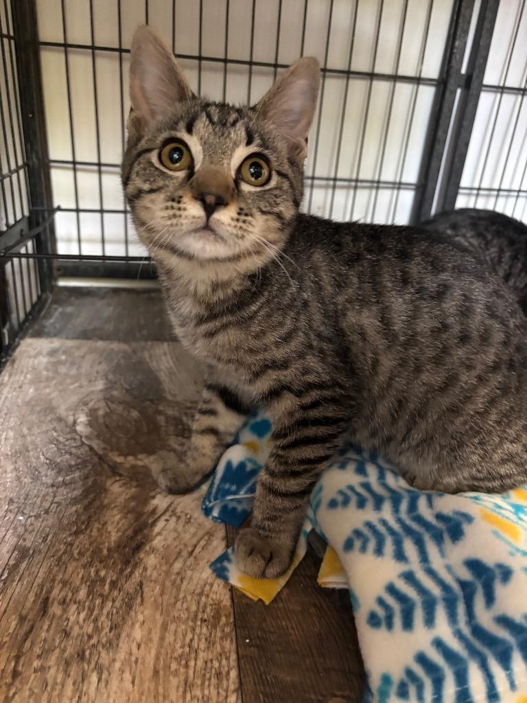 Enlarge Sweetheart, a Adoptable mixed breed in Algona, IA image 1/3