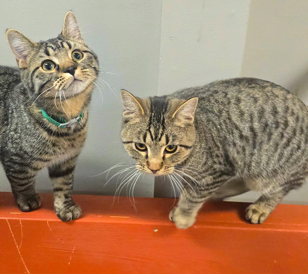 Enlarge Sweetheart, a Adoptable mixed breed in Algona, IA image 2/3