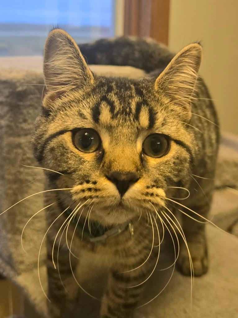 Enlarge Sweetheart, a Adoptable mixed breed in Algona, IA image 3/3