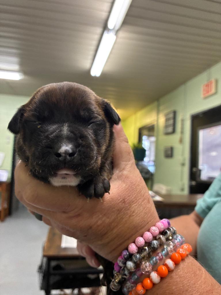Enlarge Baby #4, a Adoptable Pit Bull Terrier in Beebe, AR image 1/1