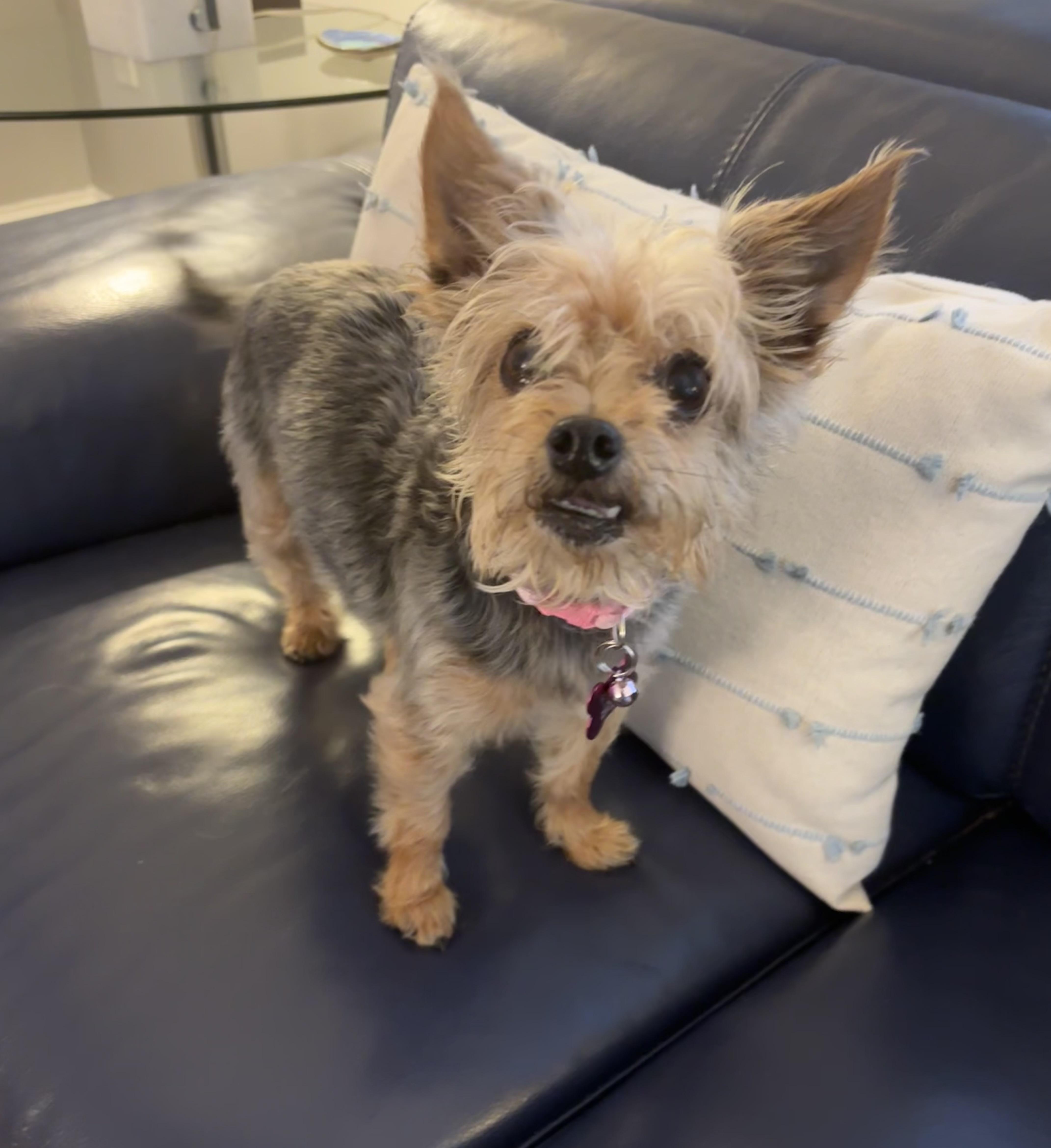 JoJo, Adopted, Senior Female Yorkshire Terrier.