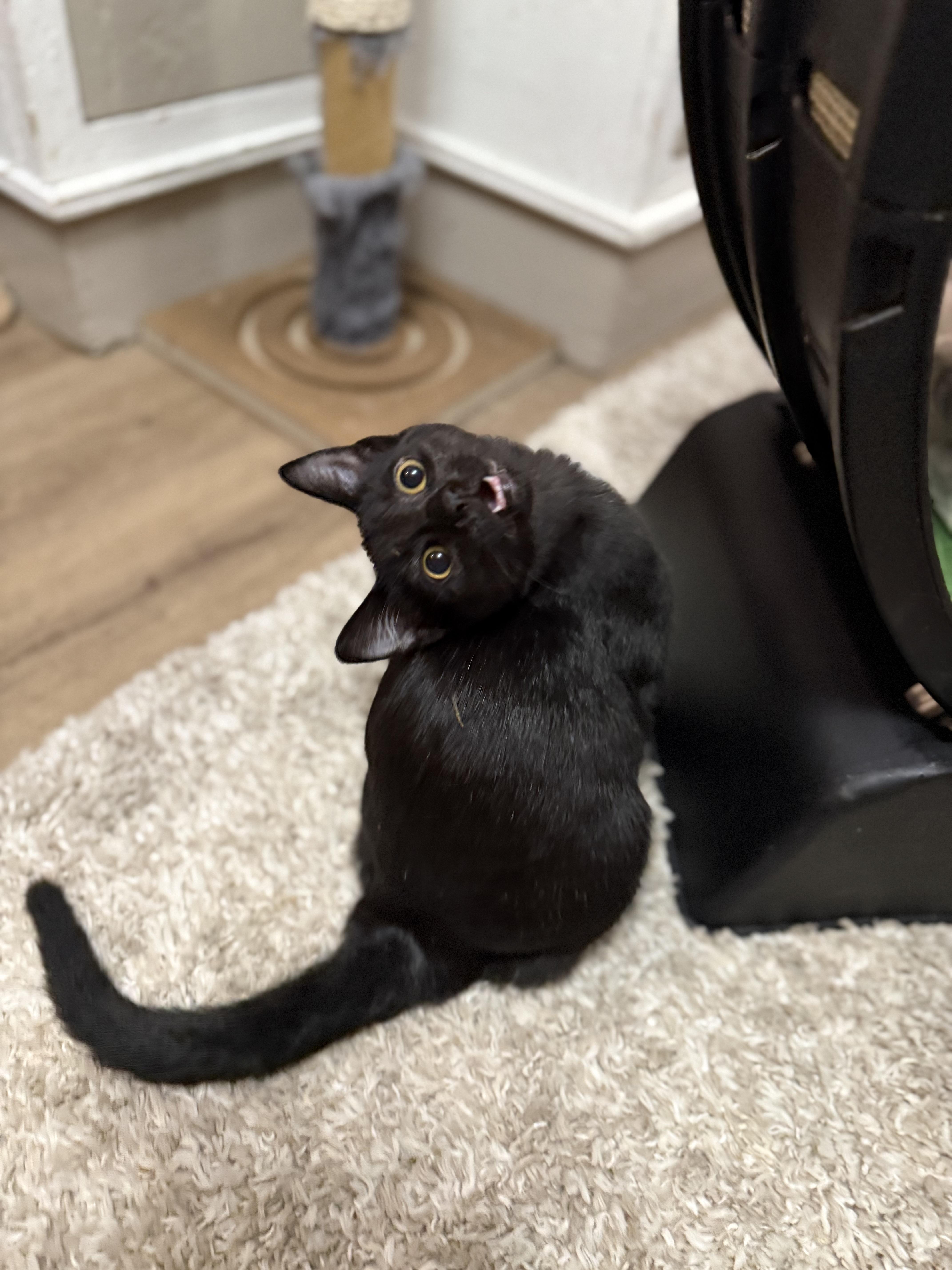 Enlarge Dooley, a Adoptable American Shorthair in Ellington, MO image 1/1