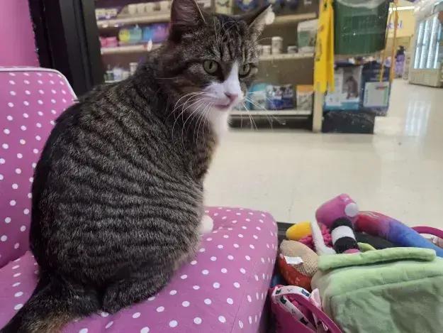 Hamlet, Adoptable, Young Male Domestic Short Hair.