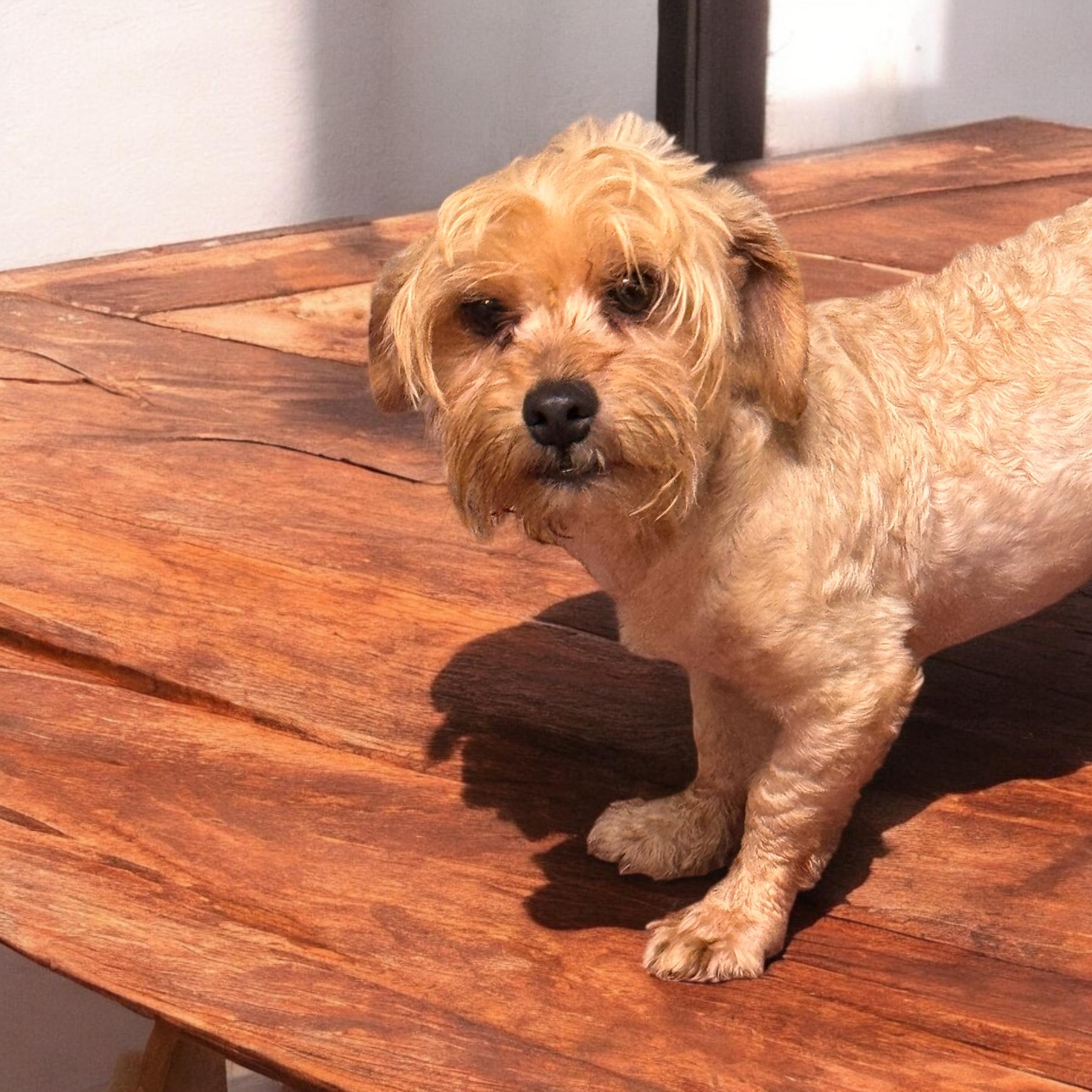 Charming, an adoptable Havanese in Sequatchie, TN, 37374 | Photo Image 2