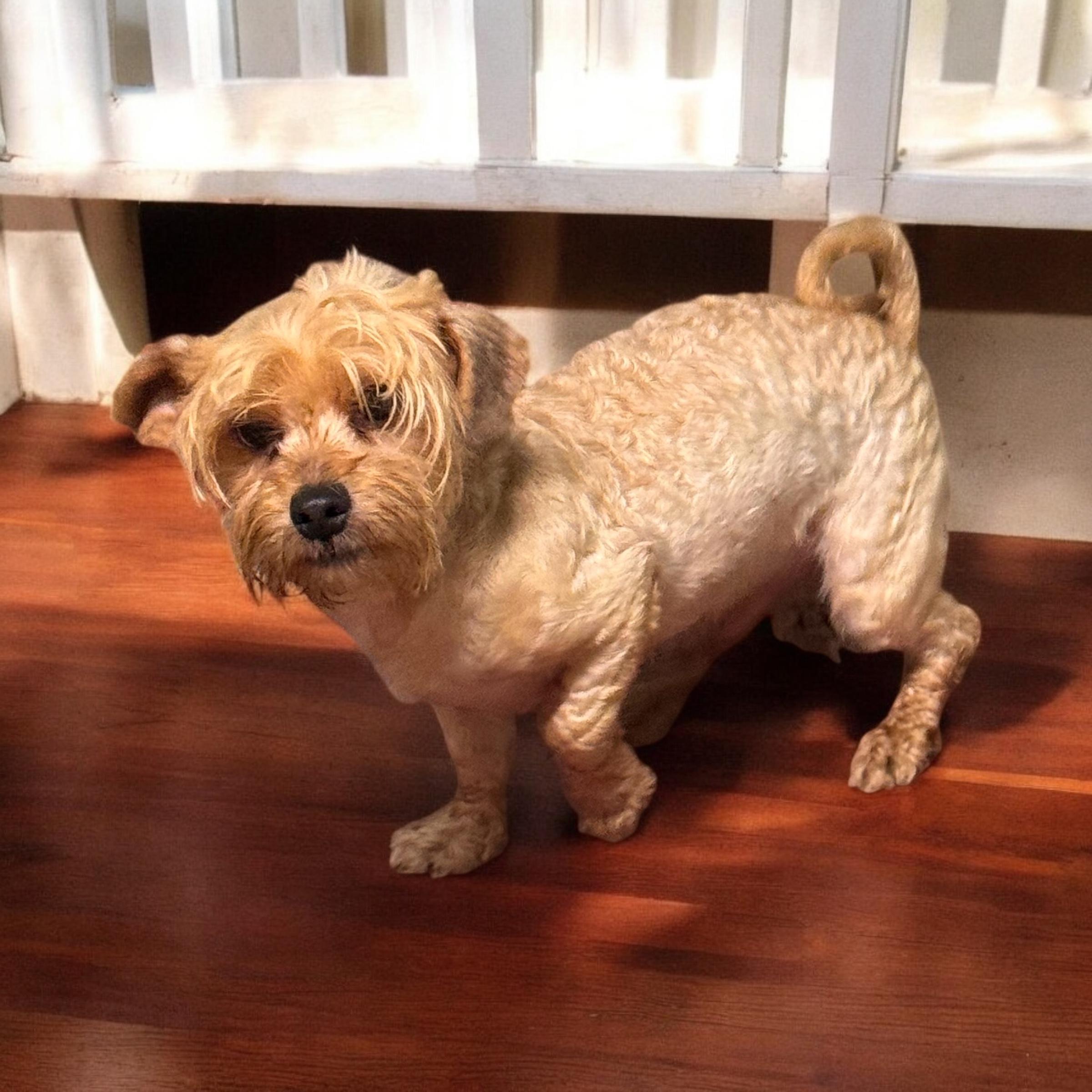 Charming, an adoptable Havanese in Sequatchie, TN, 37374 | Photo Image 1