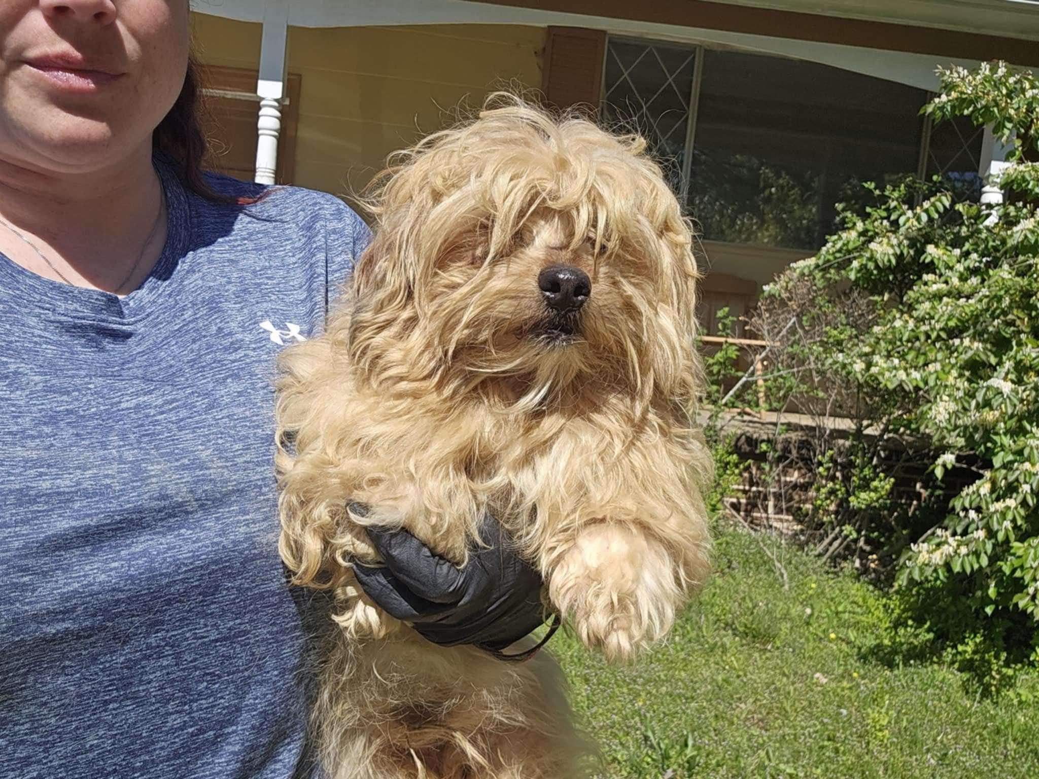 Charming, an adoptable Havanese in Sequatchie, TN, 37374 | Photo Image 3