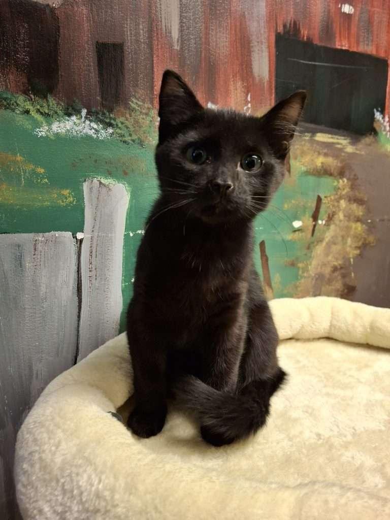 PEPPERMINT, a ADOPTABLE Domestic Short Hair in Ironwood, MI image 2/2