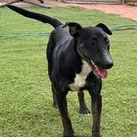 Enlarge Harvey, a Adoptable mixed breed in Weatherford, TX image 1/6