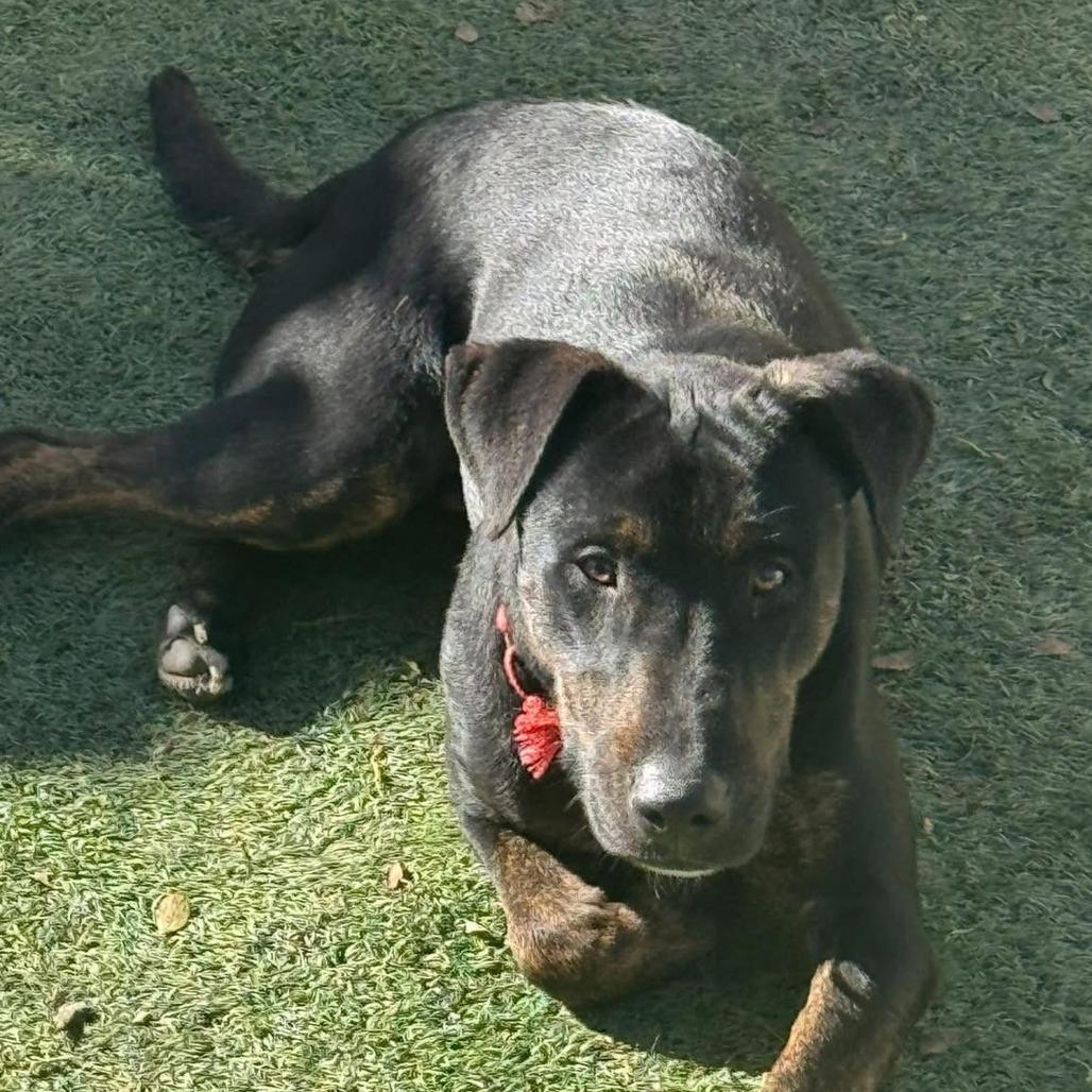 Enlarge Harvey, a Adoptable mixed breed in Weatherford, TX image 2/6