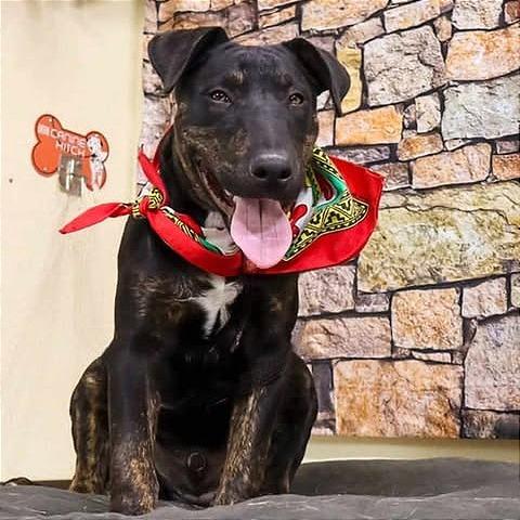 Enlarge Harvey, a Adoptable mixed breed in Weatherford, TX image 3/6