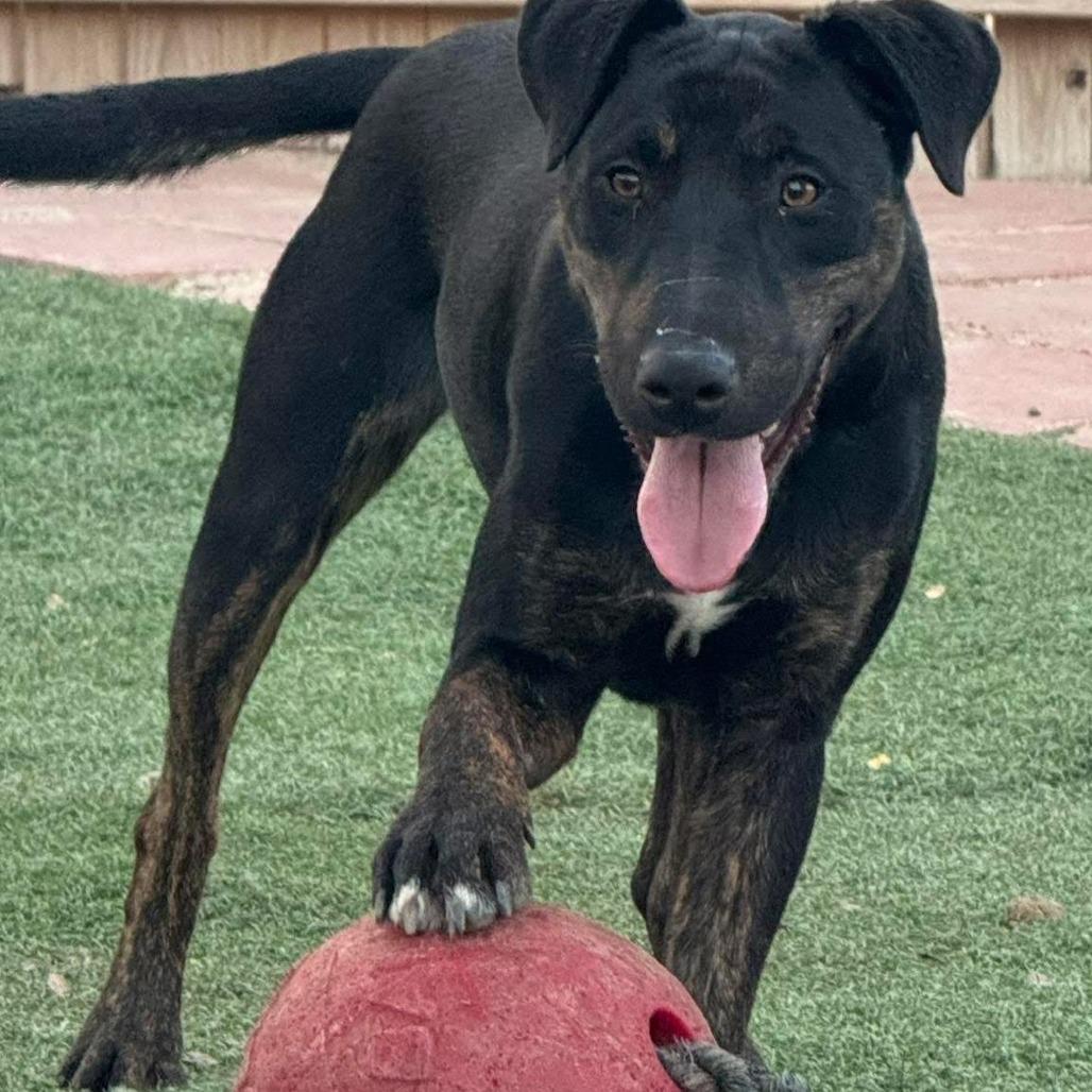 Enlarge Harvey, a Adoptable mixed breed in Weatherford, TX image 4/6