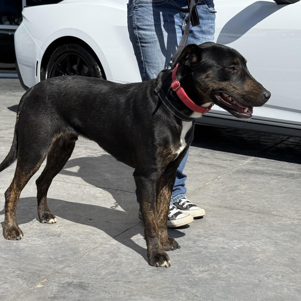 Enlarge Harvey, a Adoptable mixed breed in Weatherford, TX image 5/6