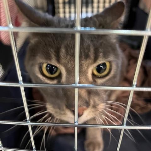 Buckley, Adoptable, Adult Male Domestic Short Hair.