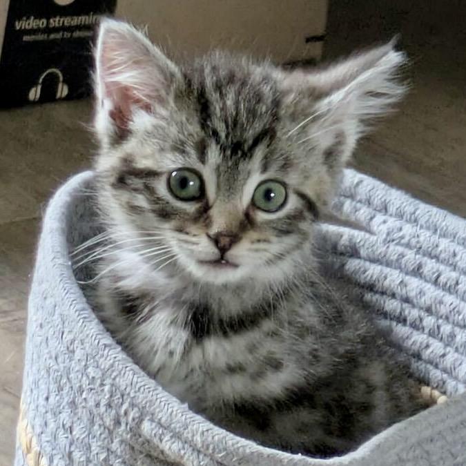 Enlarge Figlet, an adoptable mixed breed in Libertyville, IL image 4/4