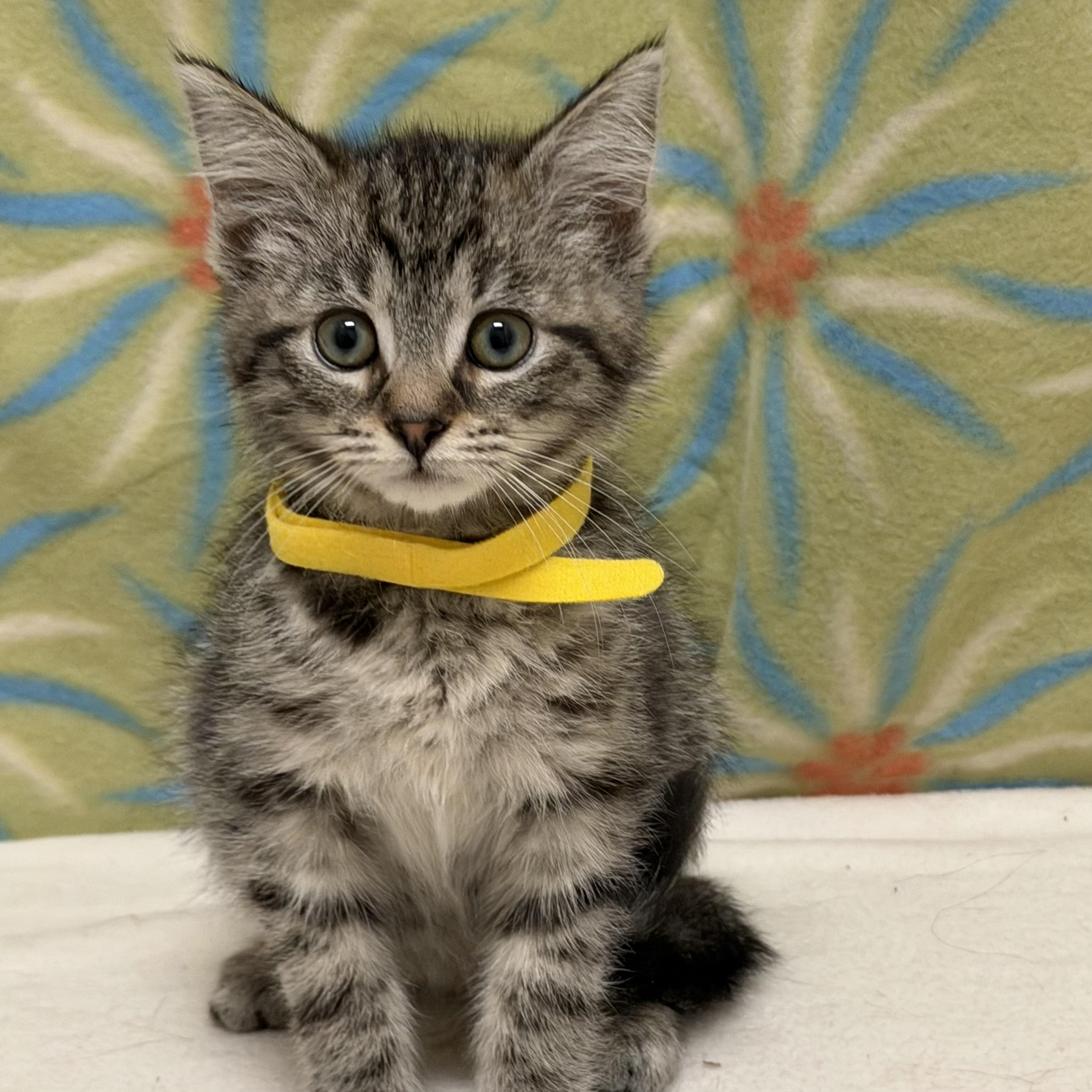 Enlarge Figlet, an adoptable mixed breed in Libertyville, IL image 2/4