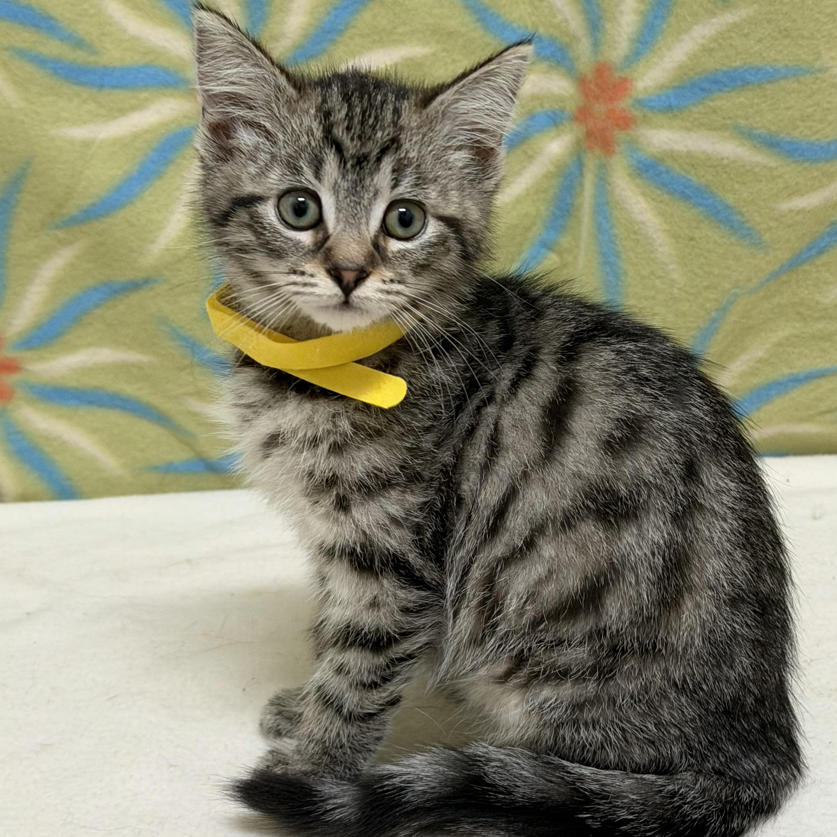 Figlet, adoptable, Kitten Female Domestic Short Hair.