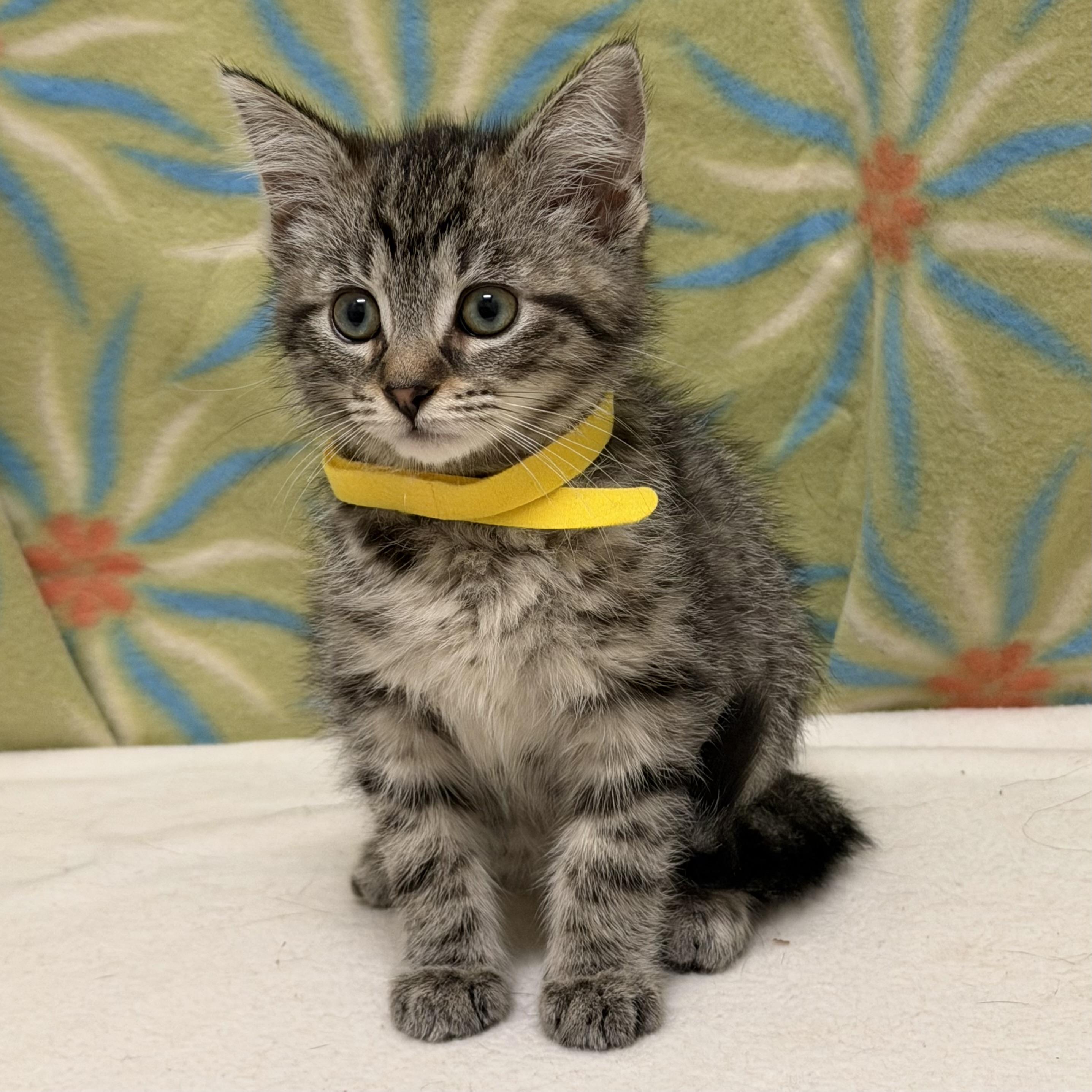 Enlarge Figlet, an adoptable mixed breed in Libertyville, IL image 3/4