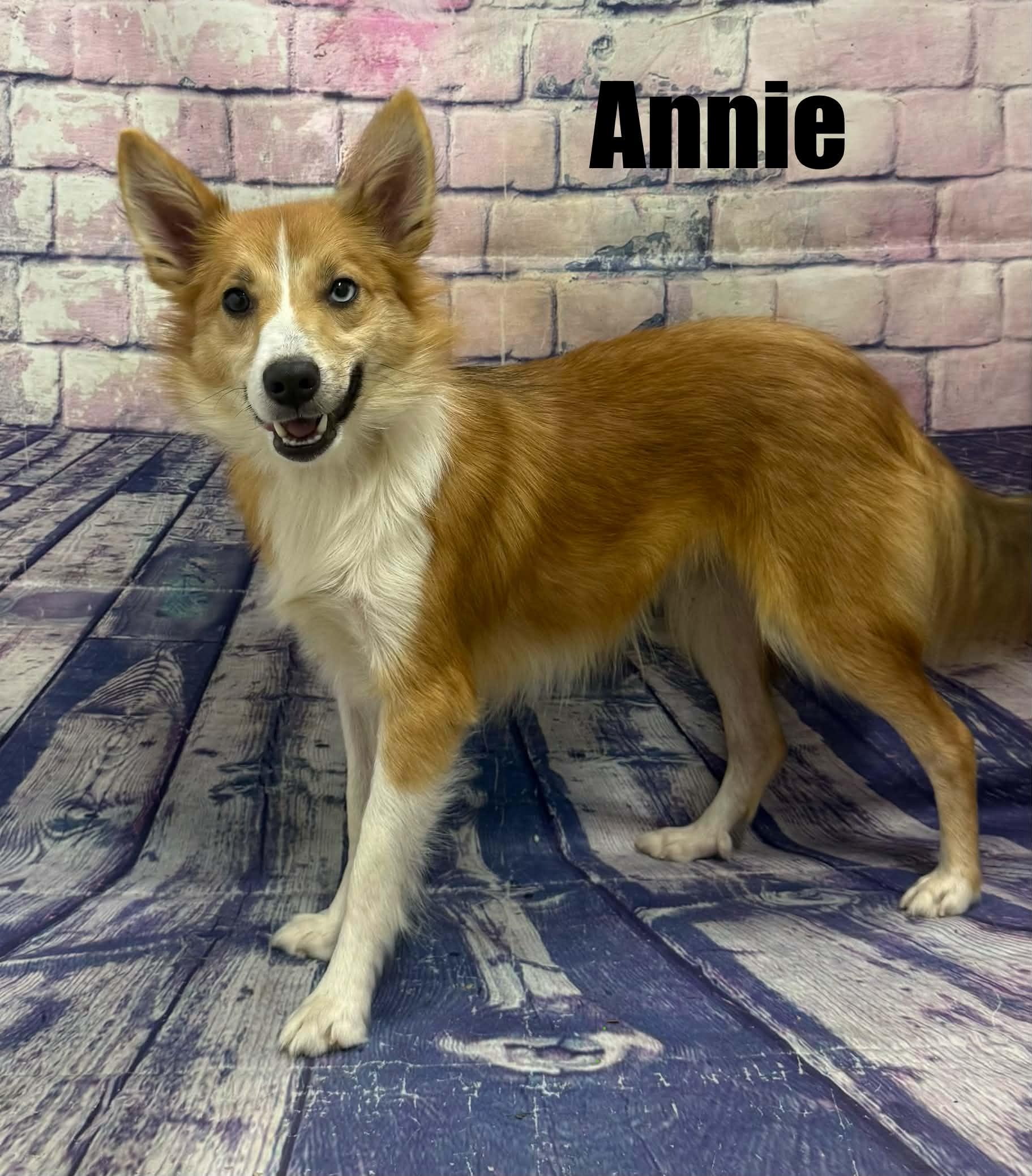 Annie, Adoptable, Young Female Shetland Sheepdog / Sheltie.