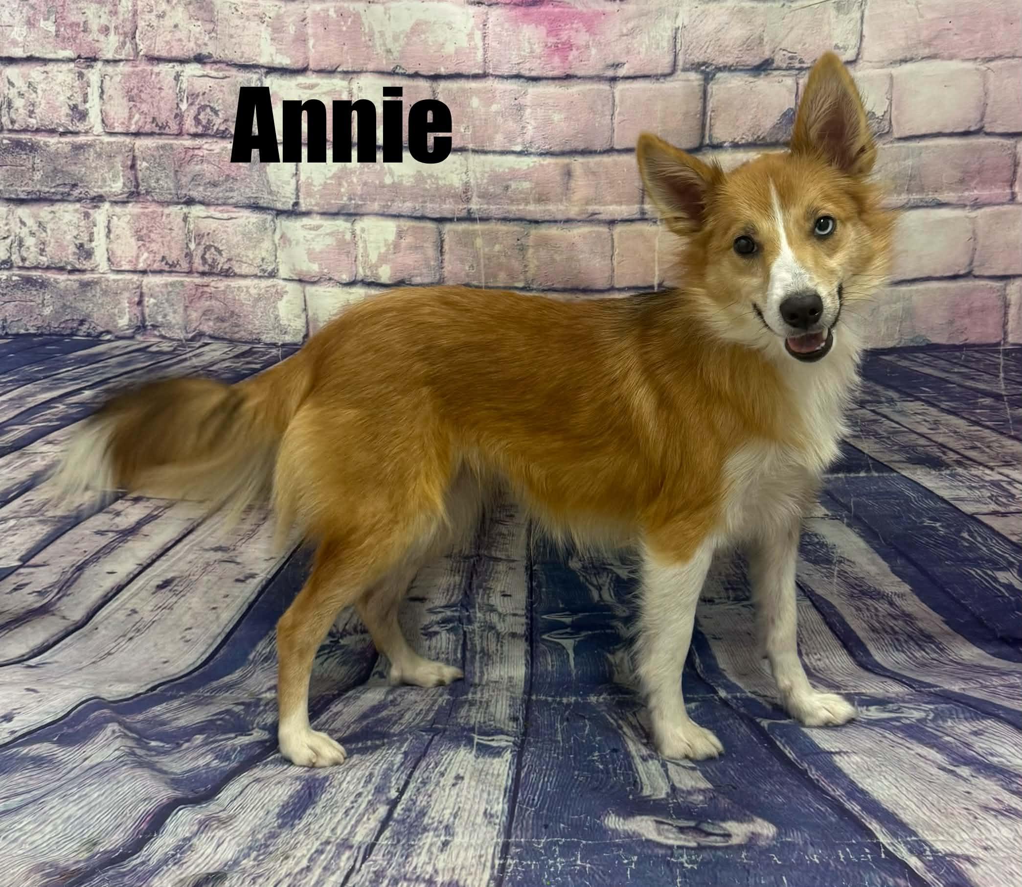 Enlarge Annie, a Adoptable Shetland Sheepdog / Sheltie in Quincy, MI image 2/3