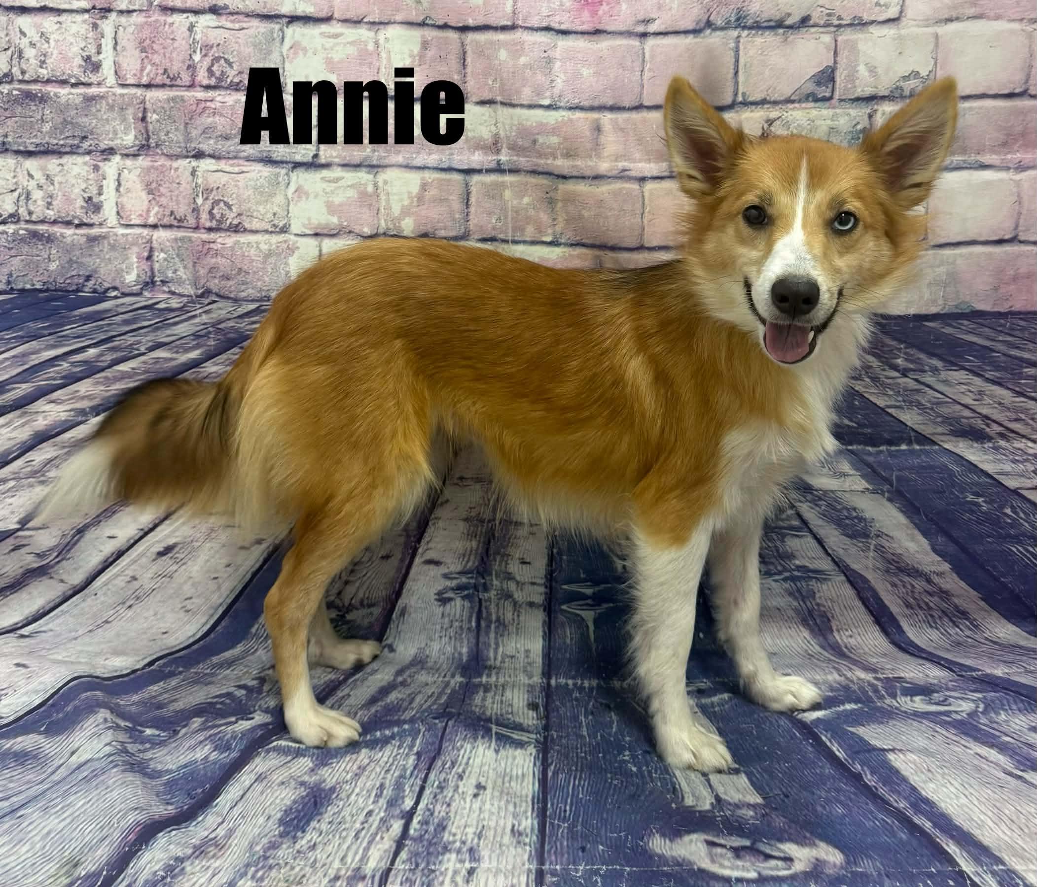 Enlarge Annie, a Adoptable Shetland Sheepdog / Sheltie in Quincy, MI image 3/3