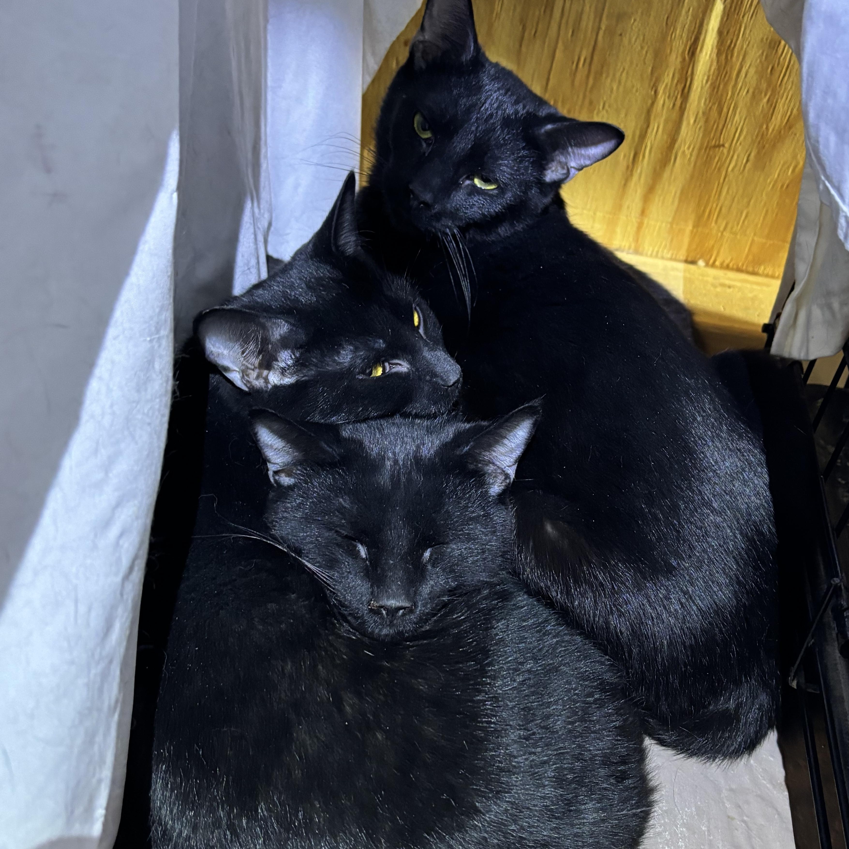 YELLOW & BLACK (7 colors crew) photo 2