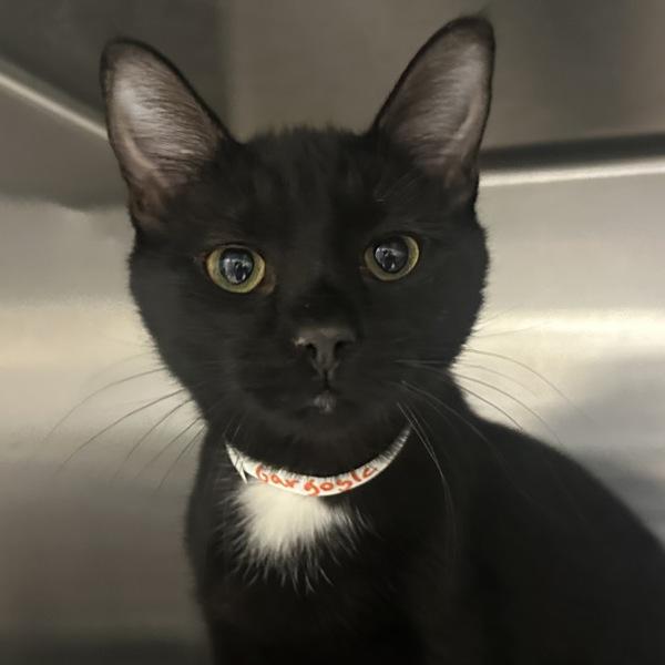 Gargoyle, Adoptable, Kitten Male Domestic Short Hair.