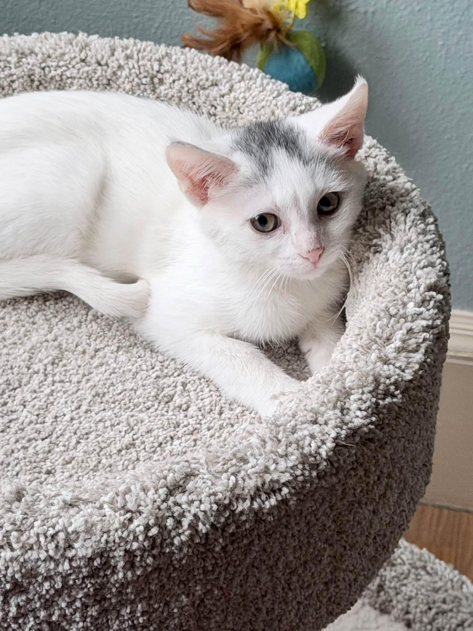 Winnie - kitten, Adoptable, Kitten Female Domestic Short Hair.