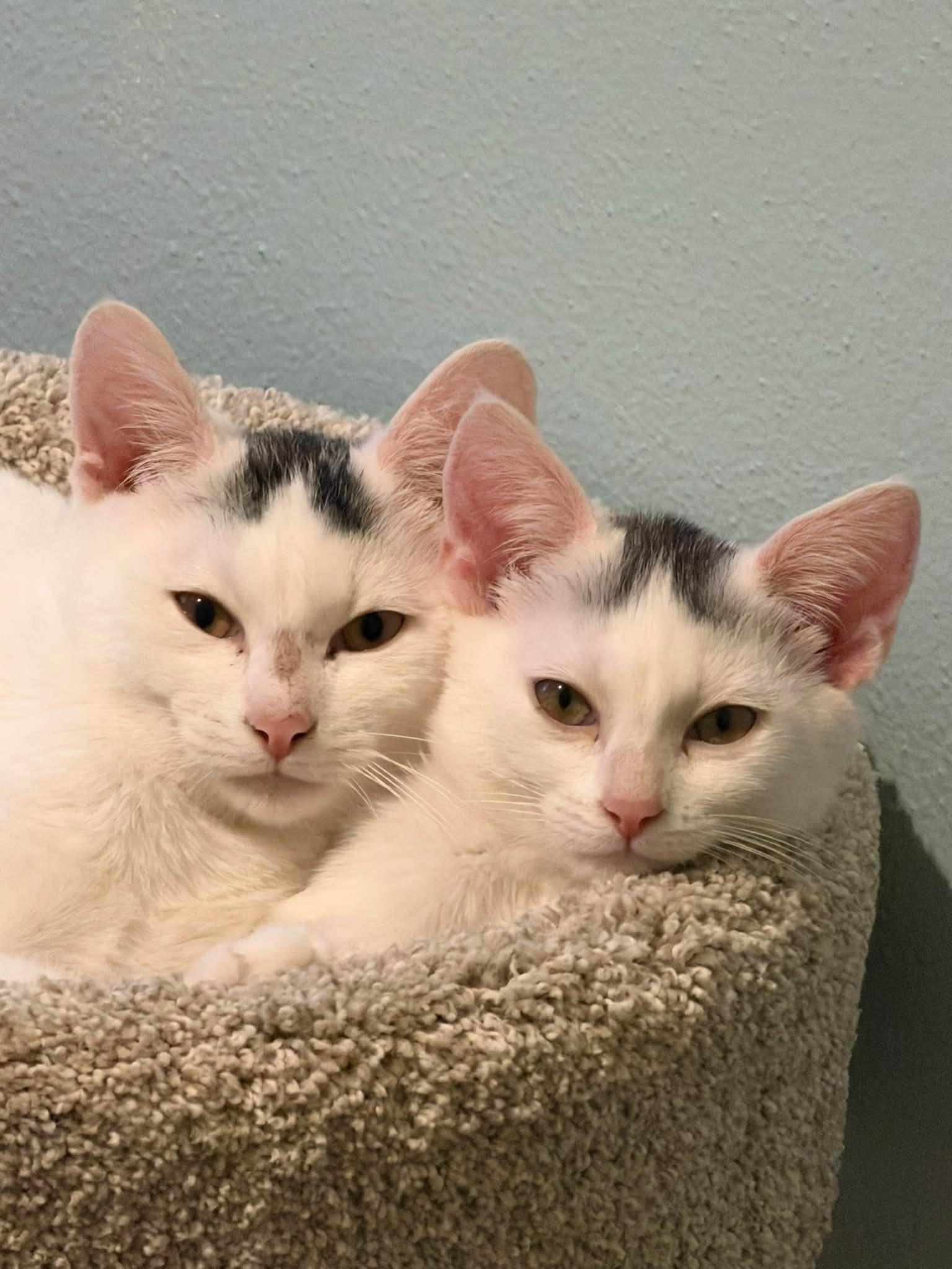 Enlarge Winnie - kitten, a Adoptable Domestic Short Hair in Enfield, CT image 2/3