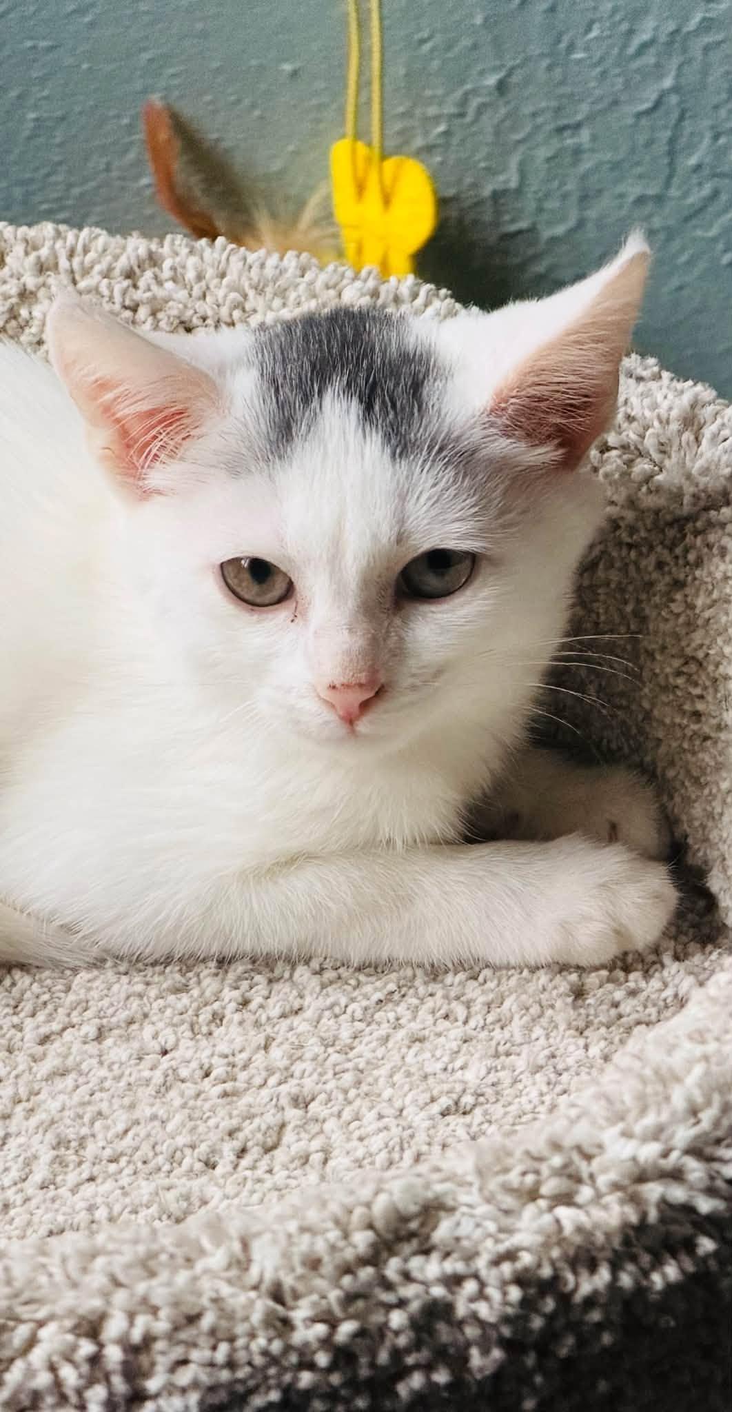 Enlarge Winnie - kitten, a Adoptable Domestic Short Hair in Enfield, CT image 3/3