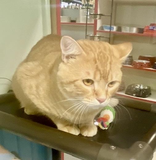 Simba wants to be your Valentine, an adopted Tabby in Bothell, WA image 6/6