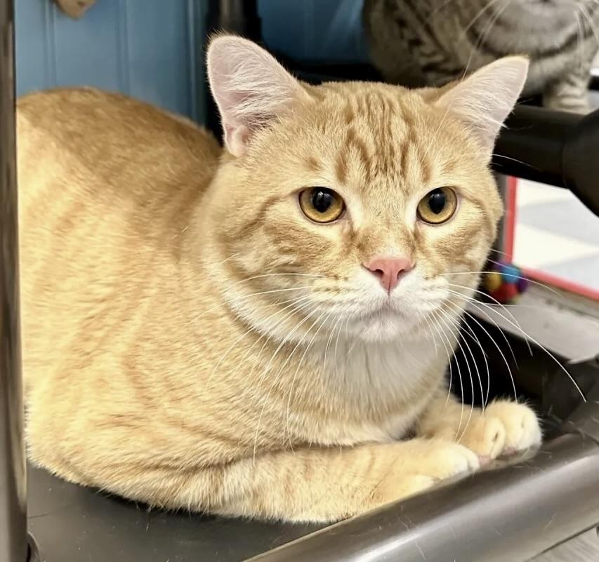 Simba wants to be your Valentine, an adopted Tabby in Bothell, WA image 1/6