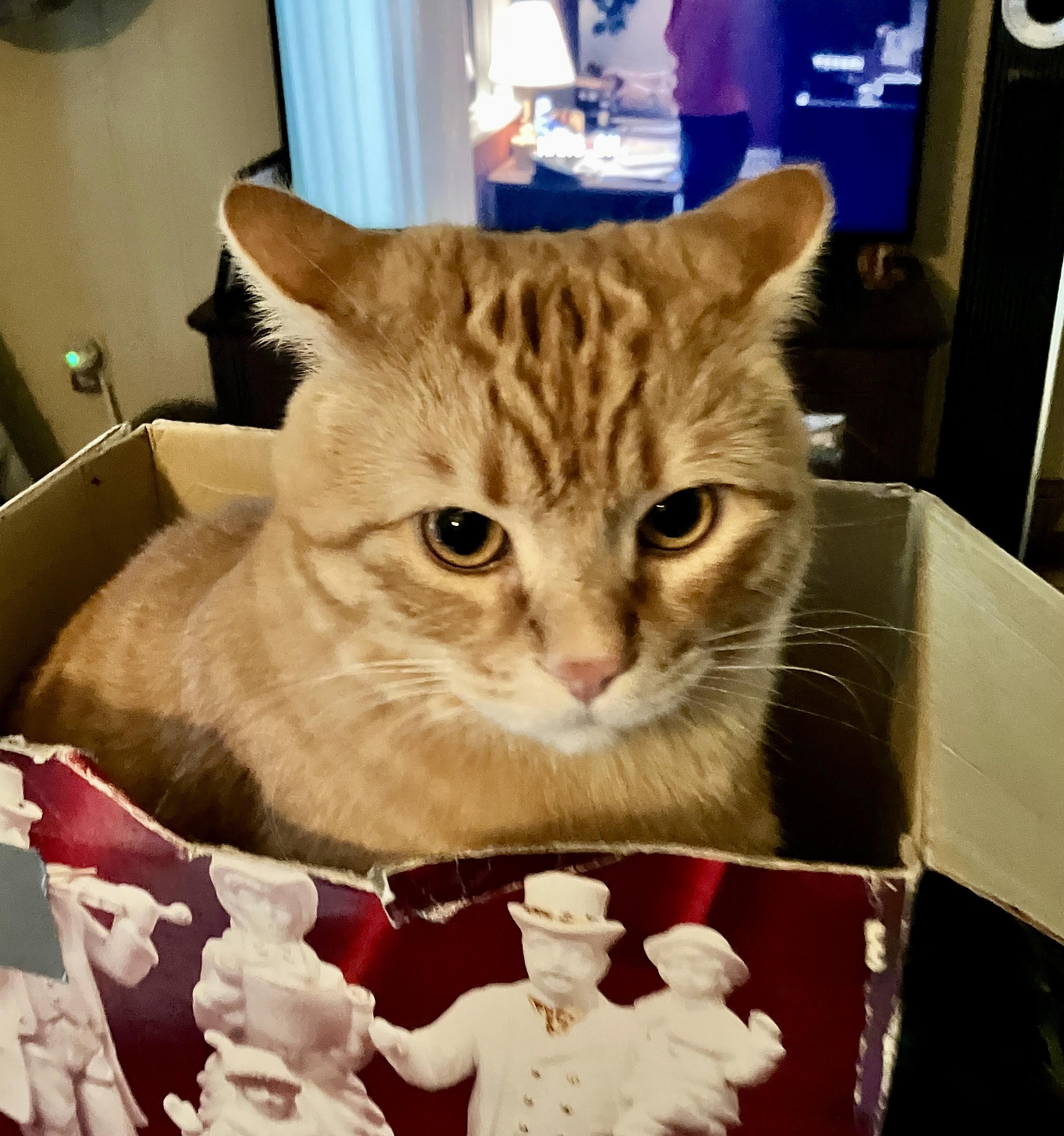 Simba wants to be your Valentine, an adopted Tabby in Bothell, WA image 3/6