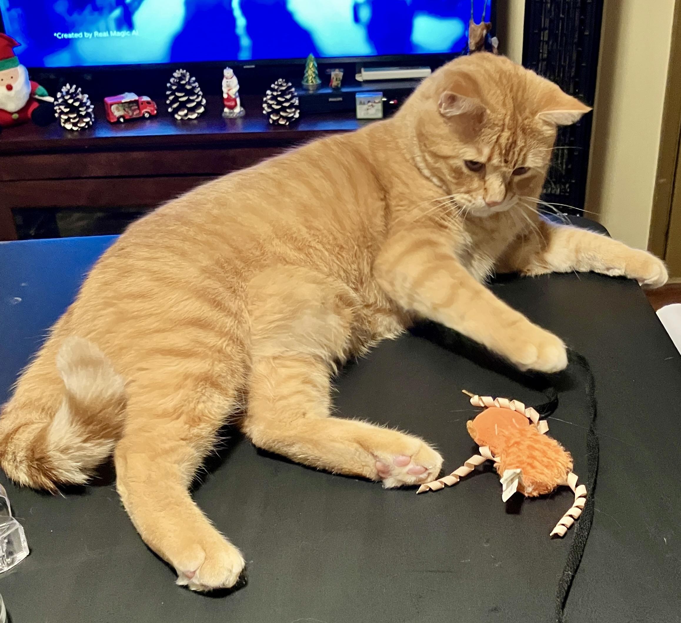 Simba wants to be your Valentine, an adopted Tabby in Bothell, WA image 2/6