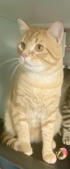 Simba wants to be your Valentine, an adopted Tabby in Bothell, WA image 5/6