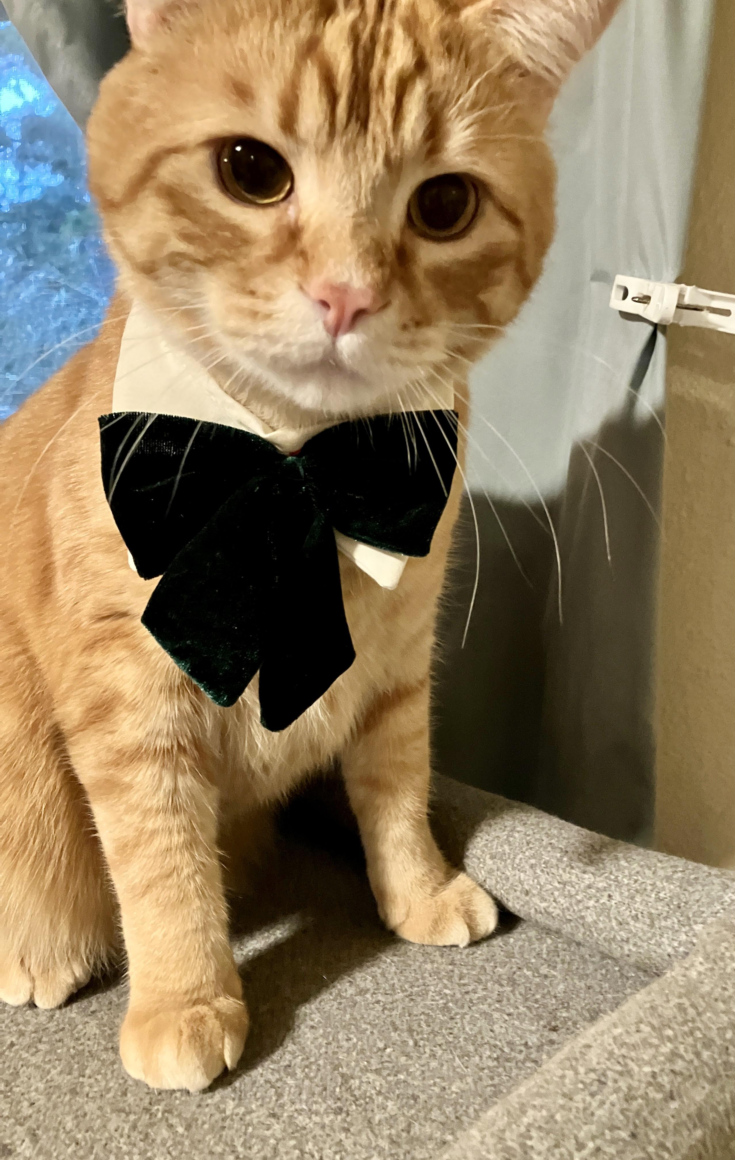 Simba wants to be your Valentine, an adopted Tabby in Bothell, WA image 4/6